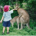 Känguru beim Sex