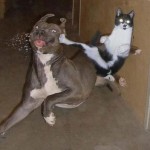 Kung Fu Katze